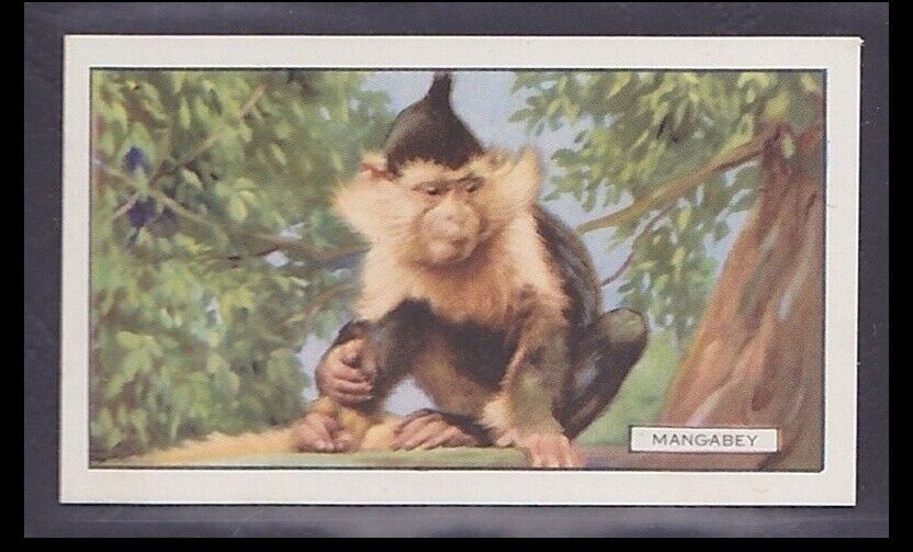 Mangabey - 80 + Year Old English Tobacco Card # 23