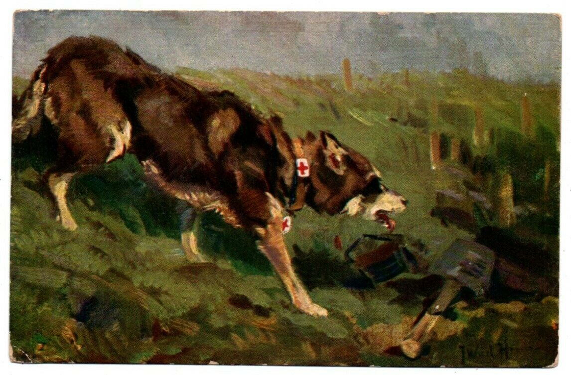 Germany German Shepherd Medical Dog Ww1 World War 1 Era Wohlfahrts Postcard