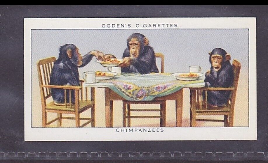 Chimpanzees - 80 + Year Old English Tobacco Card # 10