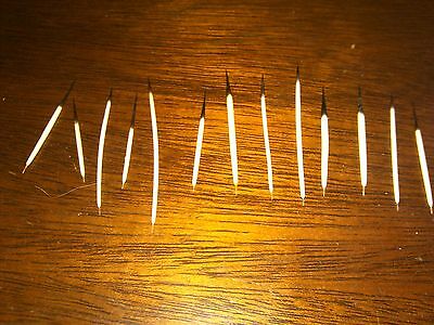 Porcupine Quills Lot Of Over 100